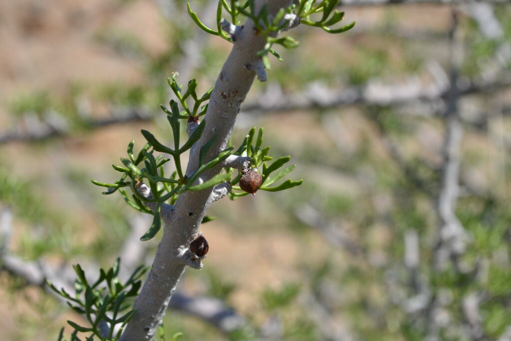 Antler Corkwood