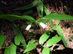 Prosartes smithii