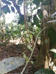 Peperomia rotundifolia