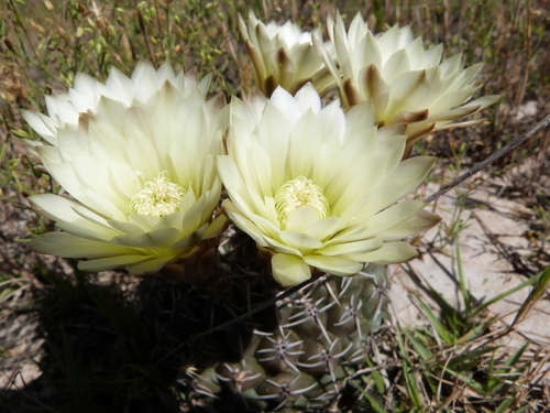 Gymnocalycium schroederianum