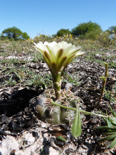 Gymnocalycium schroederianum