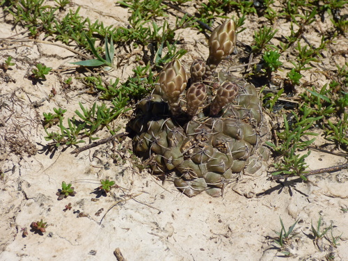 Gymnocalycium schroederianum