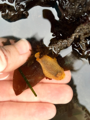 Doriopsilla albopunctata