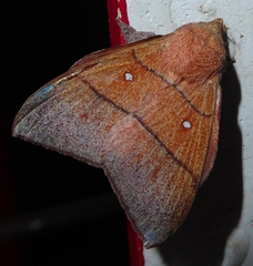 Odonestis erectilinea