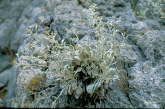 Pentanema verbascifolium