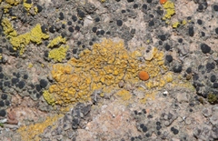 Polycauliona bolacina