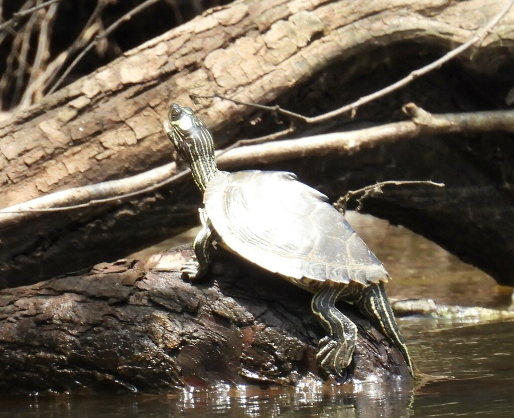 Escambia Map Turtle in August 2023 by Jeff Garner · iNaturalist