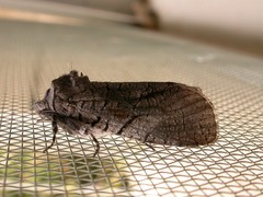 Culama anthracica