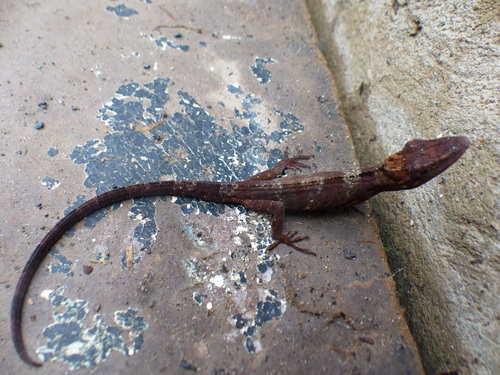 Flat Andes Anole, Anolis richteri