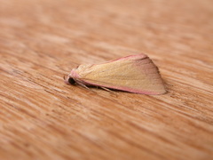 Phytometra formosalis