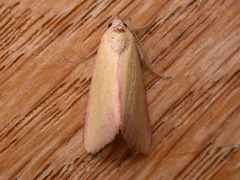 Phytometra formosalis