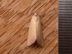 Phytometra formosalis