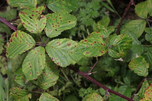 Rubus nemoralis, photograph 5