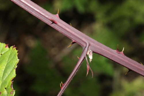 Rubus nemoralis, photograph 6