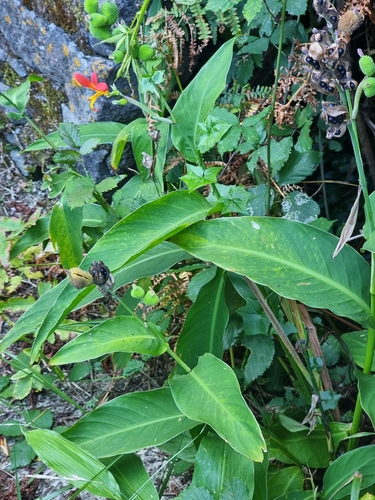 Canna indica image