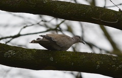 Streptopelia decaocto