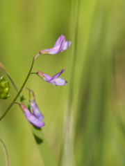 Vicia parviflora