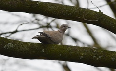 Streptopelia decaocto
