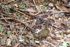 Scelorchilus rubecula