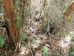 Scelorchilus rubecula