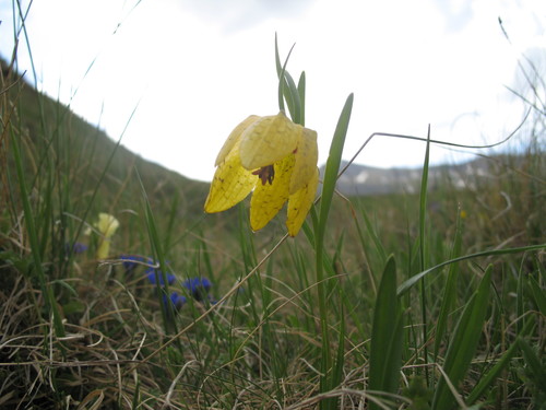 Fritillaria collina