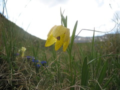 Fritillaria collina