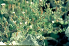 Silene sedoides