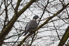 Columba palumbus