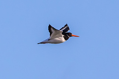 Haematopus ostralegus