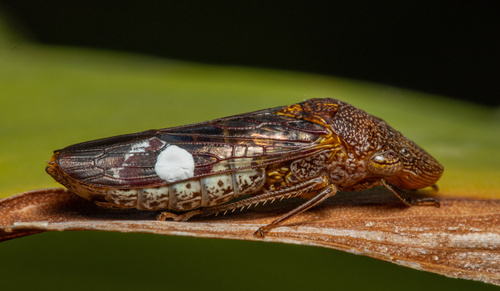 Glassy-winged sharpshooter