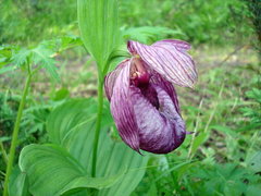 Cypripedium macranthos