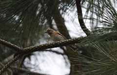 Fringilla montifringilla