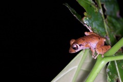 Pristimantis variabilis