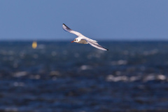 Chroicocephalus ridibundus