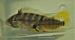 Apistogramma cruzi