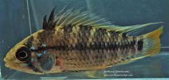 Apistogramma cruzi