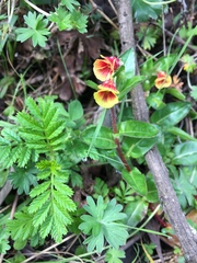 Oenothera epilobiifolia