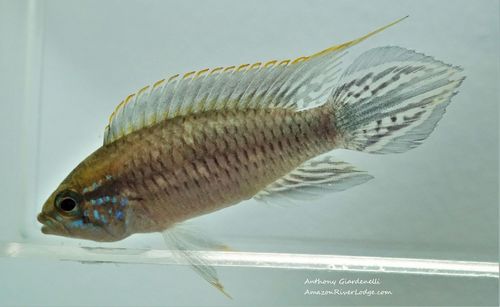 Agassiz's dwarf cichlid (Apistogramma agassizii) — Cichlidae