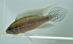 Apistogramma agassizii