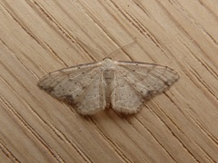 Idaea halmaea