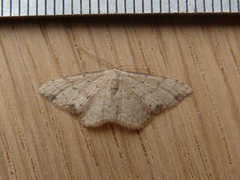 Idaea halmaea