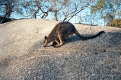 Petrogale mareeba