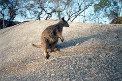 Petrogale mareeba