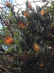 Tristerix longibracteatus