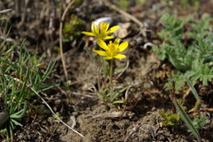 Gagea bulbifera