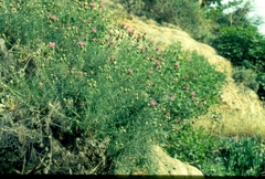 Ptilostemon chamaepeuce