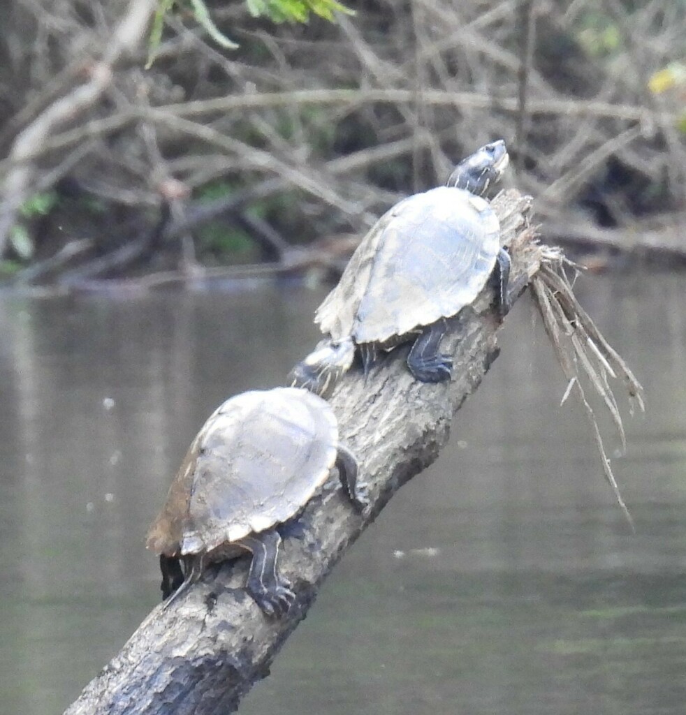 Escambia Map Turtle in August 2023 by Jeff Garner · iNaturalist