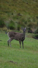 Odocoileus virginianus ustus