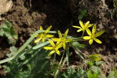 Gagea helenae