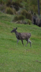 Odocoileus virginianus ustus